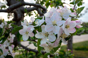 kwitnąca jabłoń wczesną wiosną - obrazy, fototapety, plakaty