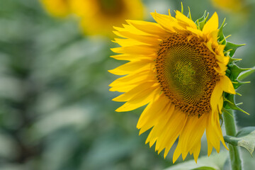 Fototapeta premium Close - up sideways sunflower copy space