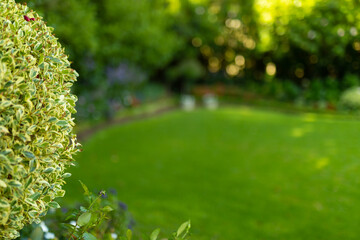 Close-up of small leaves growing on plant against trees and grassy land in park