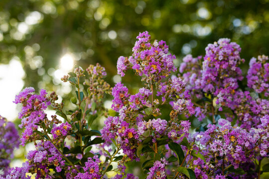 Close-up of beautiful purple flowers growing on plants against trees in park