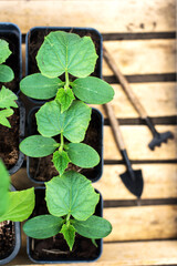 Set of young seedlings in small plastic pots. growing green seedlings in pots