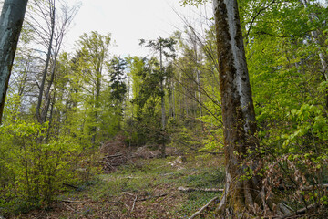 Forest in Bavaria in spring, everything in wood blooms and awakens to new life 