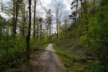 Fototapeta premium Forest in Bavaria in spring, everything in wood blooms and awakens to new life 