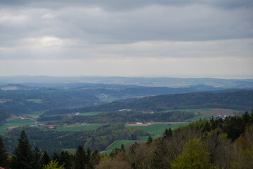 Forest in Bavaria in spring, everything in wood blooms and awakens to new life 