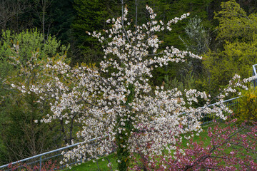 Forest in Bavaria in spring, everything in wood blooms and awakens to new life 