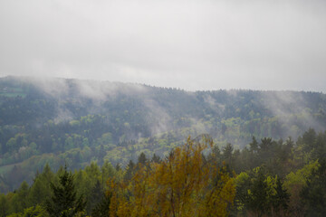 Forest in Bavaria in spring, everything in wood blooms and awakens to new life 