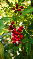 red berries on a branch