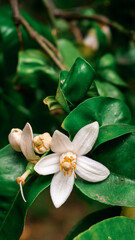 flower in the garden