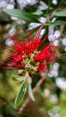 red and yellow flower