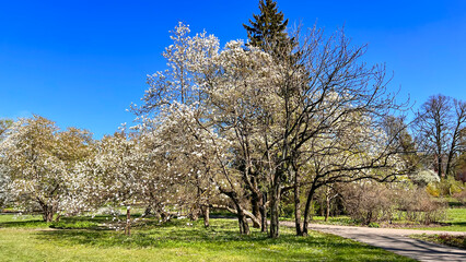 Blooming Magnolia stellata Royal Star or Star Magnolia trees bright spring day in Riga Botanical Garden, Latvia. Spring season, sweet fragrance.