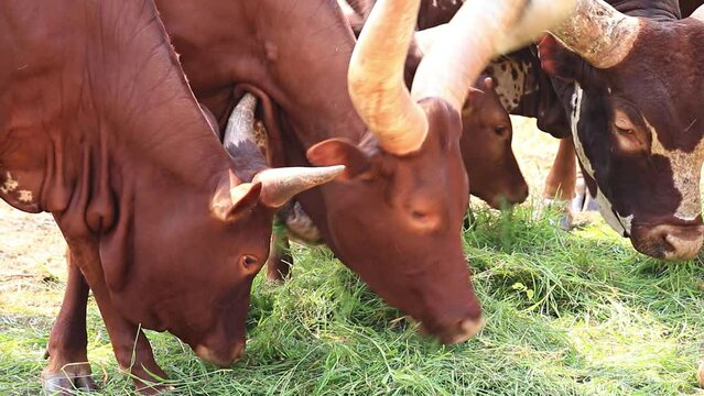 Watusi Cattle Herd (Ankole-Watusi) Eating Grass In Livestock Farm (2 shots)