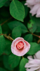 pink rose with water drops