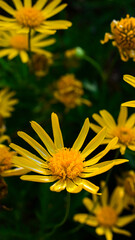 yellow flowers in the garden