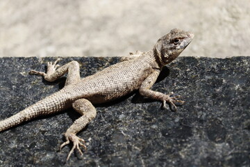 lizard on the rock