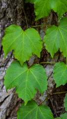 green leaves of a tree