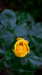 yellow rose in water
