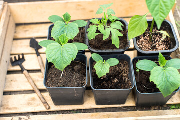 Set of young seedlings in small plastic pots. growing green seedlings in pots