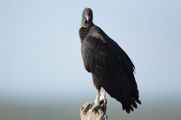 Vulture perched on branch