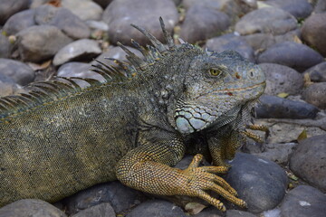 Fototapeta premium Iguanas on Seminario Park (Iguanas Park) and Metropolitan Cathedral - Guayaquil