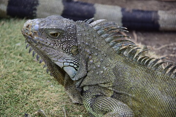 Iguanas on Seminario Park (Iguanas Park) and Metropolitan Cathedral - Guayaquil
