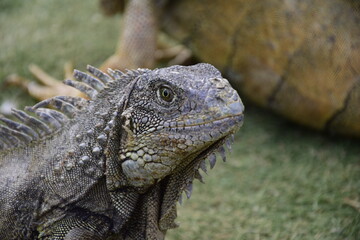 Obraz premium Iguanas on Seminario Park (Iguanas Park) and Metropolitan Cathedral - Guayaquil