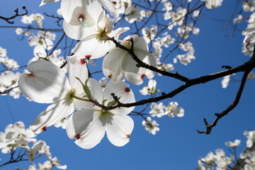 Looking up through the white flowers on a dogwood tree