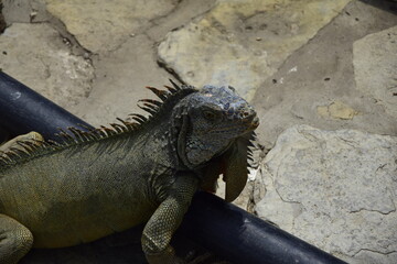 Iguanas on Seminario Park (Iguanas Park) and Metropolitan Cathedral - Guayaquil