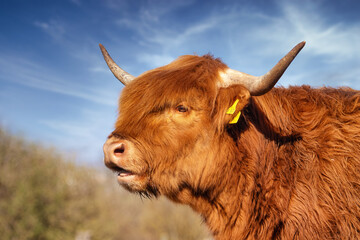 Mooing Scottish Highland cow on a pasture in front of a blue sky