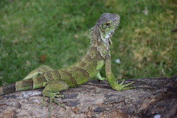 Iguanas on Seminario Park (Iguanas Park) and Metropolitan Cathedral - Guayaquil
