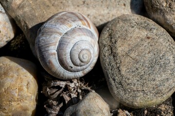 rapan on stones illuminated by the sun