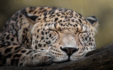 Obraz na płótnie Canvas Persian leopard