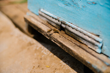 Many bees return to the hive and enter the hive with the collected flower nectar and flower pollen. Healthy organic farm honey. The wooden beehive is blue.