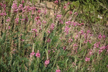 Wildwachsende rosa Bl&uuml;ten