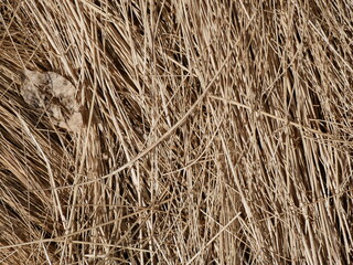 dry vegetation, straw, background © TK_Office
