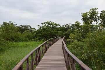 Naklejka na ściany i meble Elevated wooden path that runs through a park of plants. Guayaquil