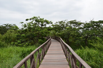 Fototapeta na wymiar Elevated wooden path that runs through a park of plants. Guayaquil