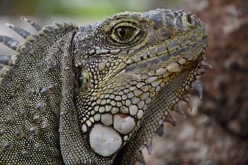 Iguanas on Seminario Park (Iguanas Park) and Metropolitan Cathedral - Guayaquil