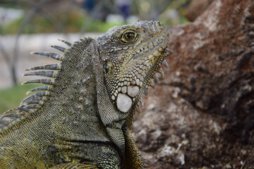 Iguanas on Seminario Park (Iguanas Park) and Metropolitan Cathedral - Guayaquil