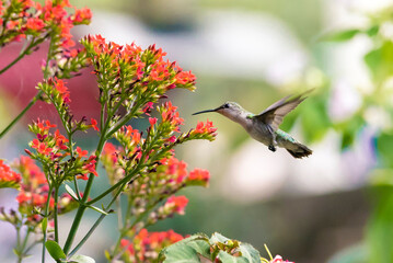 Hummingbird flying among flowers