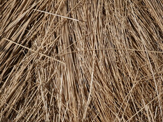 dry vegetation, straw, background © TK_Office