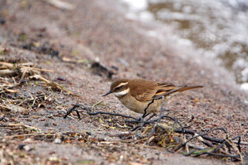 Chestnut-winged cinclodes (Cinclodes albidiventris) on the bank of Lago Mojanda, outside of Otavalo, Ecuador