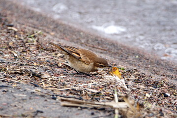 Chestnut-winged cinclodes (Cinclodes albidiventris) on the bank of Lago Mojanda, outside of Otavalo, Ecuador