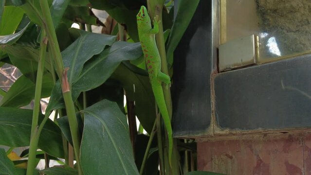 Gecko close up shot. 4k footage. Animal life