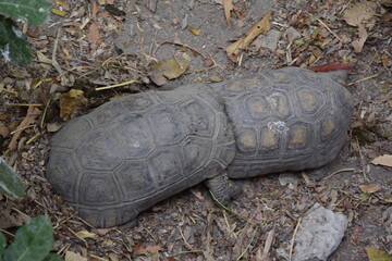 Large turtles in the Historic Park of Guayaquil, Ecuador