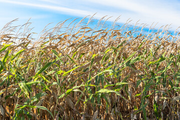 Close up of corn plants ready for harvest on a sunny autumn day