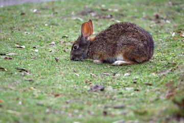 Wild rabbit grazing at Lago Mojanda outside of Otavalo, Ecuador