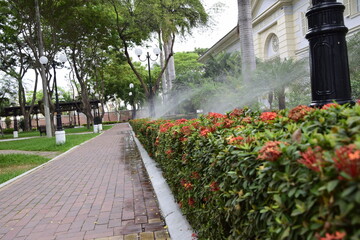 Fototapeta premium Watering a flowering hedge along the sidewalk, in the Historic Park of Guayaquil, Ecuador