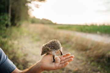 man holds a hedgehog in the palm of his hand © Svetlana Repnitskaya