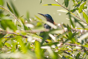 A green heron (Butorides striatus) sitting on a branch of the tree. Wildlife photography.	