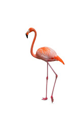 American flamingo isolated on white background. Side view.